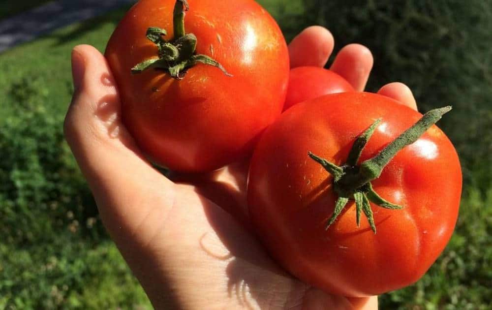 Resultado de imagem para benefÃ­cios do tomate