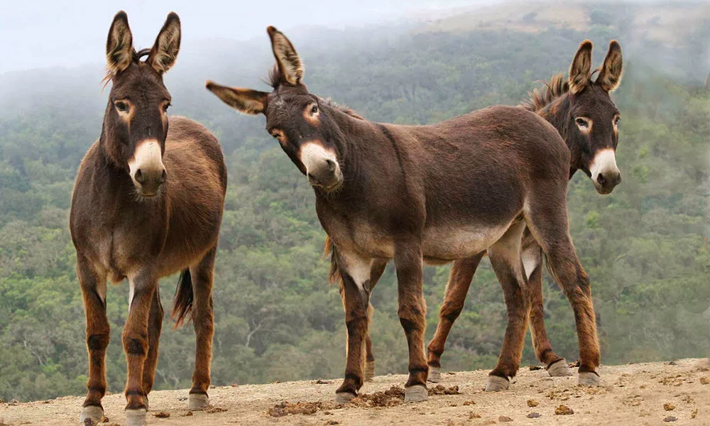 Origem da expressão dar com os burros n'água - Brasil Escola