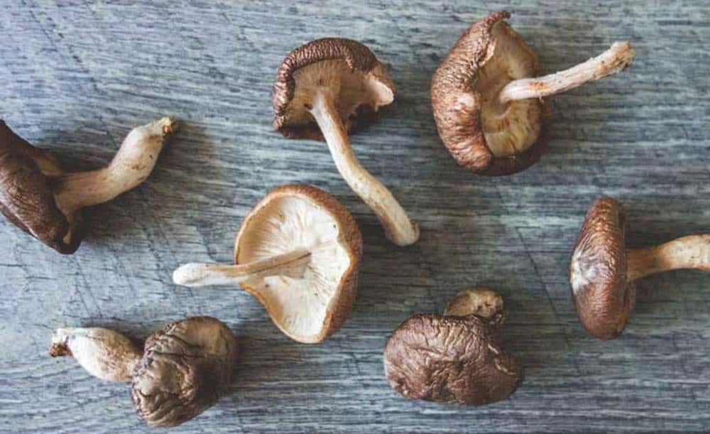 Shitake: Os benefícios do cogumelo e como inclui-lo na dieta - Vitat