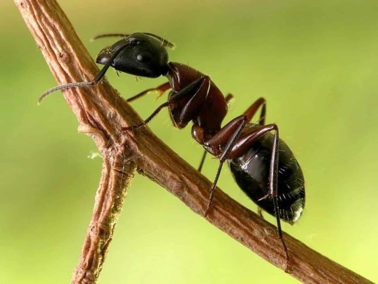 Черный муравей. Муравей. Садовые муравьи. Насекомые муравей черный.