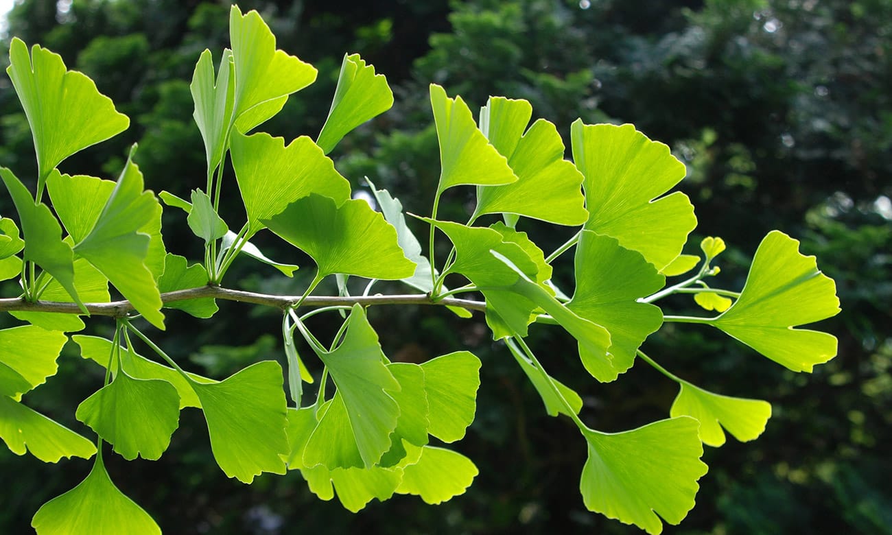 Ginkgo biloba faz bem à saúde? - TriCurioso %