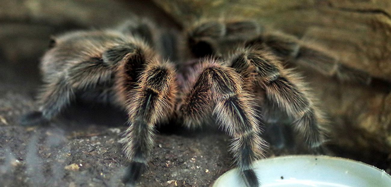 Conhe A Animais Ex Ticos Que Voc Pode Ter Em Casa Tricurioso