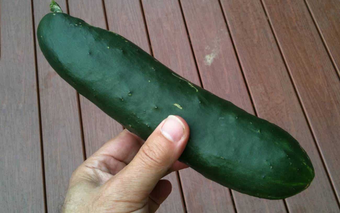 Cucumber penis