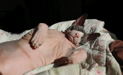 Sphynx Conhe A A Curiosa Ra A De Gatos Sem Pelo