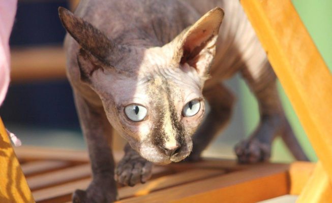 Sphynx Conhe A A Curiosa Ra A De Gatos Sem Pelo