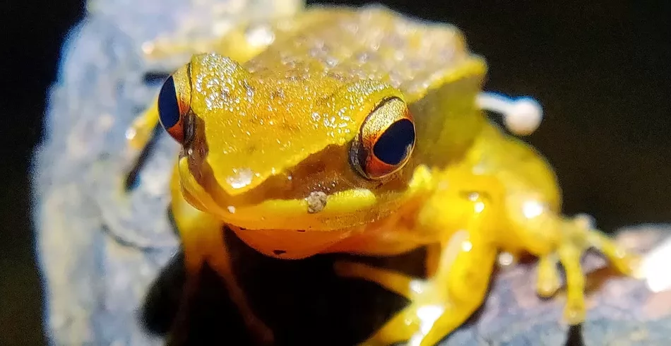 Cogumelo brota no corpo de sapo e cientistas não conseguem explicar o motivo