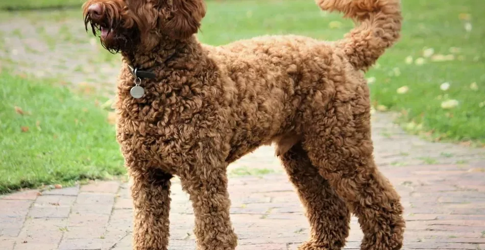 Labradoodle: por que o 'inventor' da raça se arrependeu de criá-la?