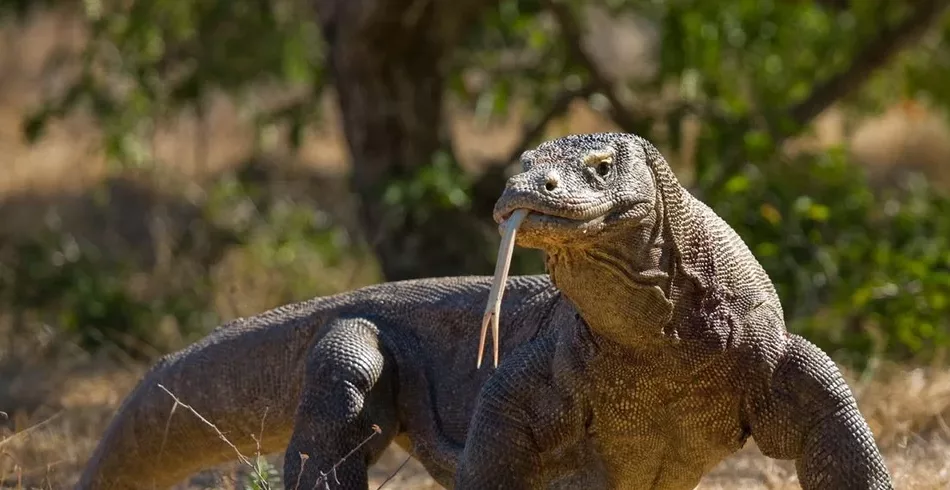 Lagartos evoluíram para resistir ao veneno mortal das cobras