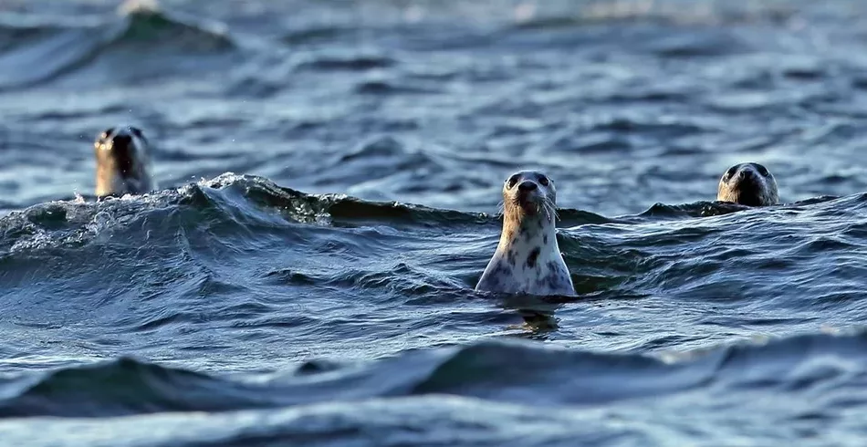 Por que focas e leões-marinhos não se adaptaram totalmente à vida no mar?