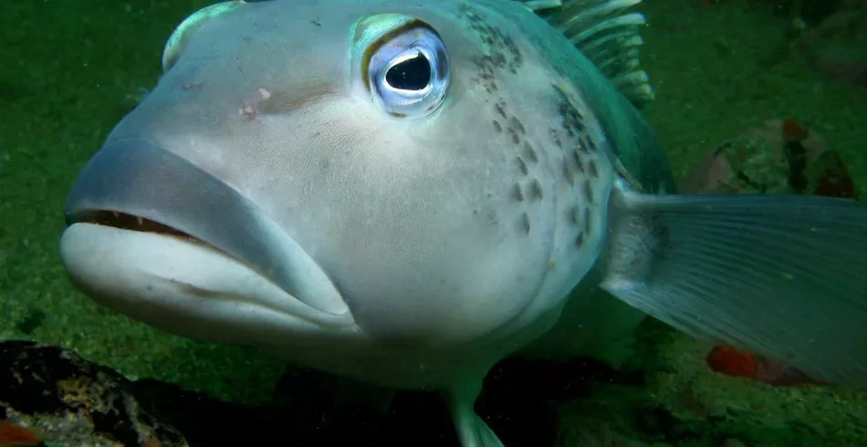 Bacalhau-azul-da-Nova-Zelândia imita gatos e persegue lasers no fundo do mar