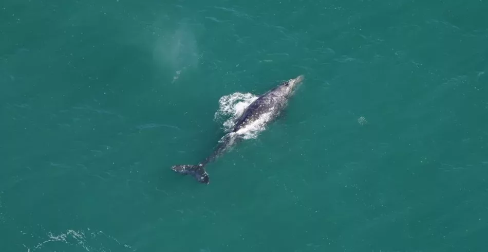 Baleia-cinzenta considerada extinta há 200 anos é avistada nos EUA