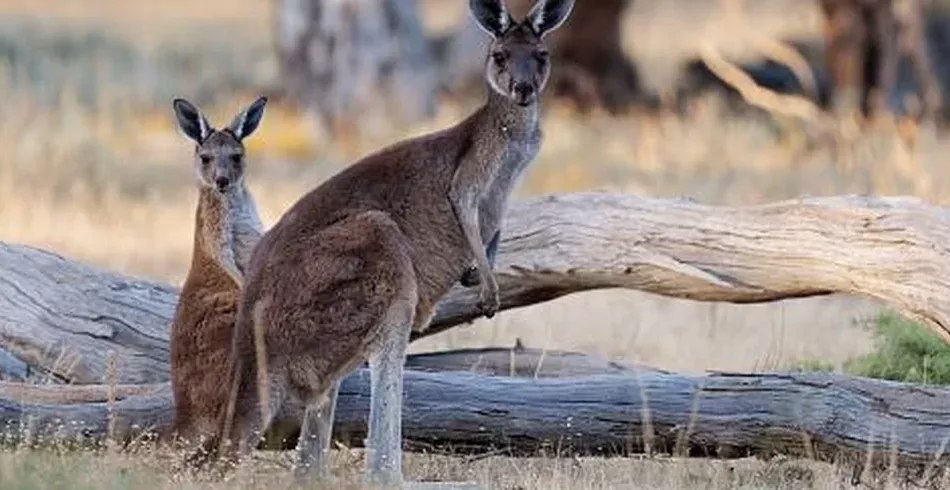 Canguru e wallaby: qual é a diferença entre esses animais australianos?