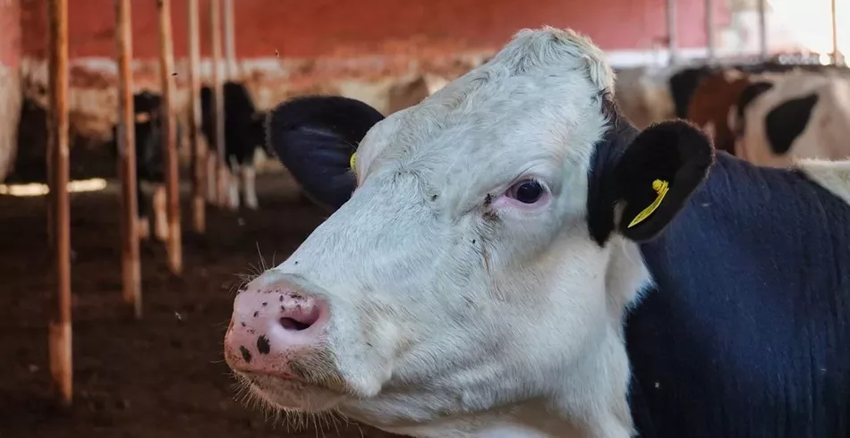 Vacas transgênicas podem produzir insulina humana no leite