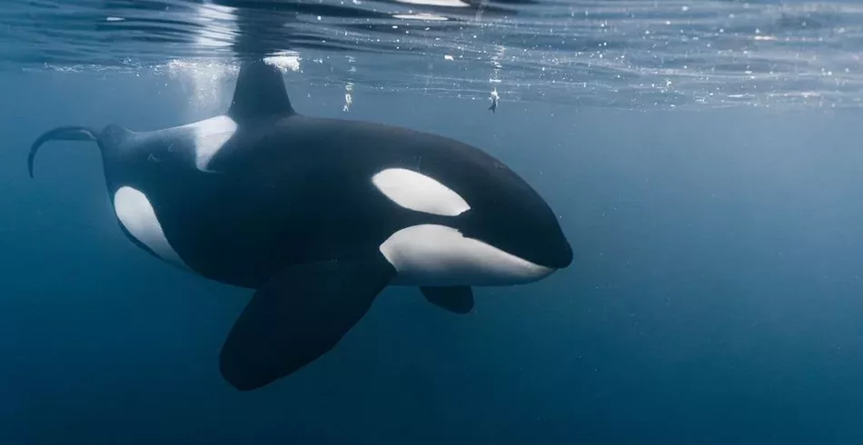 Orcas não pertencem a uma única espécie, revela estudo