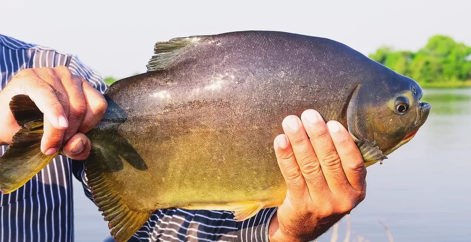 Peixe nativo da Amazônia é encontrado em lago na Irlanda