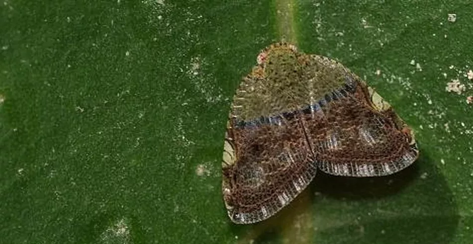 Poluição afeta a capacidade das mariposas de cheirar flores, revela estudo