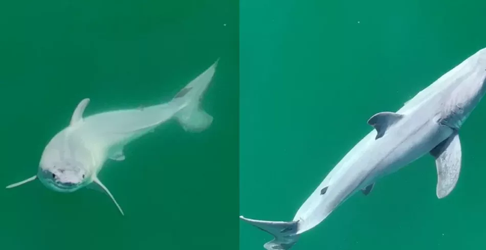 Primeiro avistamento de um filhote de tubarão-branco da história é registrado na Califórnia
