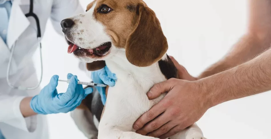 Vacina contra o câncer para cães apresenta bons resultados em testes