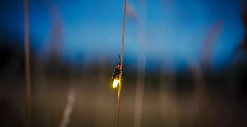 Afinal, como os vaga-lumes emitem luz? Cientistas encontram novas pistas