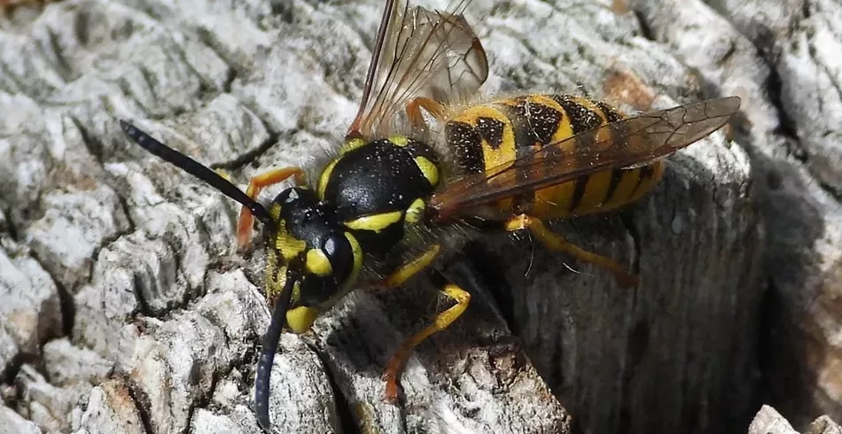 Parece vespa, mas é uma mariposa. Afinal, o que explica isso?